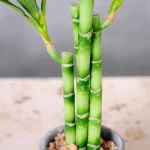 New 40cm rFtificial Lucky Bamboo Succulent Fake Plant Flower Green Potted Garden Outdoor Dining Table Fish Tank Home Decoration - Image 5