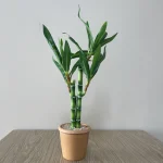 Artificial Lucky Bamboo Plant Green Potted Garden Outdoor Living Room Desktop Aesthetic Space Tropical Rainforest Home Decor - Image 2