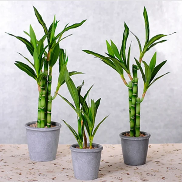 New 40cm rFtificial Lucky Bamboo Succulent Fake Plant Flower Green Potted Garden Outdoor Dining Table Fish Tank Home Decoration - Image 2