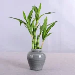New 40cm rFtificial Lucky Bamboo Succulent Fake Plant Flower Green Potted Garden Outdoor Dining Table Fish Tank Home Decoration - Image 4