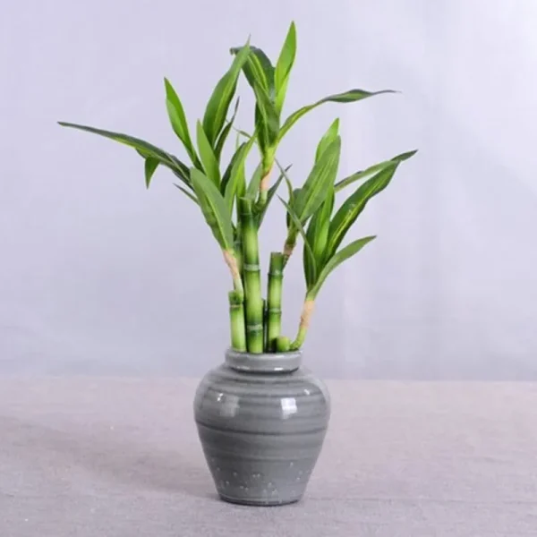New 40cm rFtificial Lucky Bamboo Succulent Fake Plant Flower Green Potted Garden Outdoor Dining Table Fish Tank Home Decoration - Image 4