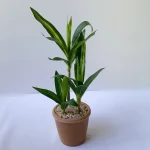 Artificial Lucky Bamboo Plant Green Potted Garden Outdoor Living Room Desktop Aesthetic Space Tropical Rainforest Home Decor - Image 3