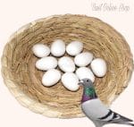 5/10 Pieces Pigeons Plastic Fake Eggs / Toy Plastic Egg / Khelna Dim. - Image 2