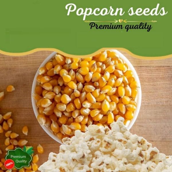 Popcorn Seeds 500g - Image 2